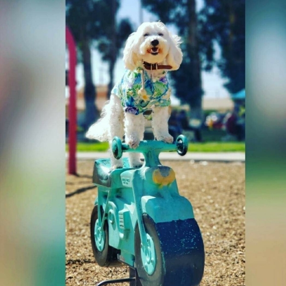 Follow Game 🌺 - Picture 4 of 7